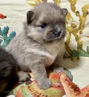 Dusty, a male Pomeranian for sale in Wauchula, FL – Photo 8 of 10