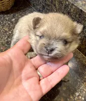 Dusty, a male Pomeranian for sale in Wauchula, FL – Photo 4 of 10