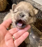 Dusty, a male Pomeranian for sale in Wauchula, FL – Photo 7 of 10