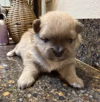 Dusty, a male Pomeranian for sale in Wauchula, FL – Photo 6 of 10