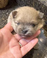 Dusty, a male Pomeranian for sale in Wauchula, FL – Photo 3 of 10