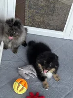 Walter , a male Pomeranian for sale in Wauchula, FL – 4 of 10
