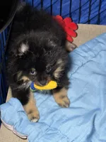 Walter , a male Pomeranian for sale in Wauchula, FL – 2 of 10