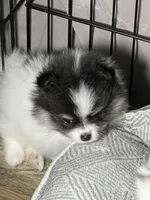 Mandy, a female Pomeranian for sale in Wauchula, FL – Photo 8 of 10