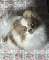 Mandy, a female Pomeranian for sale in Wauchula, FL – Photo 5 of 10