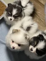 Mandy, a female Pomeranian for sale in Wauchula, FL – Photo 2 of 10