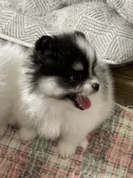 Mandy, a female Pomeranian for sale in Wauchula, FL – Photo 4 of 10