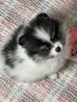 Mandy, a female Pomeranian for sale in Wauchula, FL – Photo 1 of 10