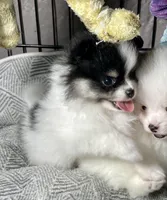 Mandy, a female Pomeranian for sale in Wauchula, FL – Photo 9 of 10