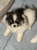 Mandy, a female Pomeranian for sale in Wauchula, FL – Photo 6 of 10