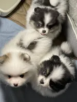 Mandy, a female Pomeranian for sale in Wauchula, FL – Photo 7 of 10