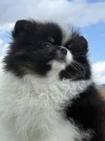 Archie , a male Pomeranian for sale in Wauchula, FL – 2 of 10