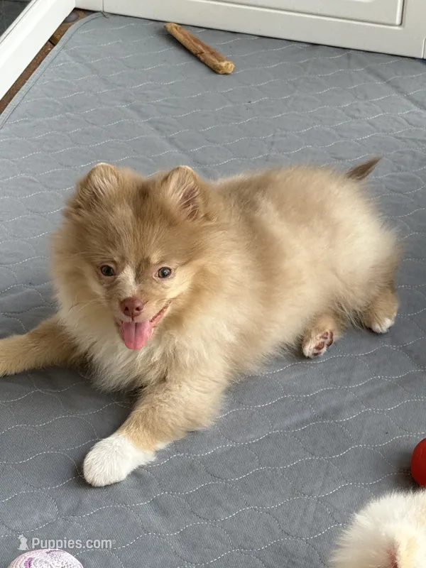 Westley (Rare merle color) – Pomeranian puppy for sale in Wauchula, FL