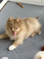 Westley (Rare merle color), a male Pomeranian for sale in Wauchula, FL – 1 of 10