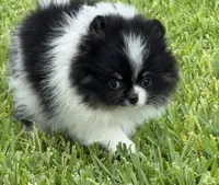 Archie , a male Pomeranian for sale in Wauchula, FL – 3 of 10
