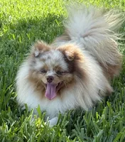 Ritzy , a male Pomeranian for sale in Wauchula, FL – 3 of 10