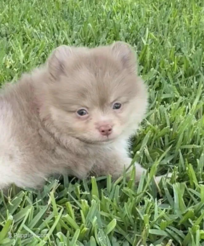 Danny – Pomeranian puppy for sale in Wauchula, FL