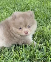 Danny, a male Pomeranian for sale in Wauchula, FL – 1 of 10