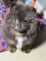 Paisley, a female Pomeranian for sale in Wauchula, FL – 3 of 10