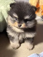 Georegette, a female Pomeranian for sale in Wauchula, FL – Photo 6 of 10