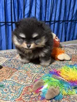 Georegette, a female Pomeranian for sale in Wauchula, FL – Photo 10 of 10