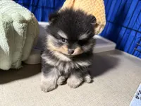 Georegette, a female Pomeranian for sale in Wauchula, FL – Photo 7 of 10