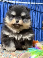 Georegette, a female Pomeranian for sale in Wauchula, FL – Photo 9 of 10