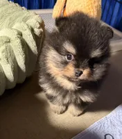 Georegette, a female Pomeranian for sale in Wauchula, FL – Photo 3 of 10