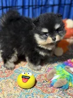 Georegette, a female Pomeranian for sale in Wauchula, FL – Photo 2 of 10