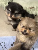 Georegette, a female Pomeranian for sale in Wauchula, FL – Photo 8 of 10