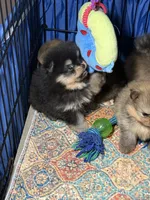 Georegette, a female Pomeranian for sale in Wauchula, FL – Photo 4 of 10