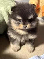 Georegette, a female Pomeranian for sale in Wauchula, FL – Photo 5 of 10