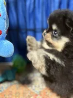 Georegette, a female Pomeranian for sale in Wauchula, FL – Photo 1 of 10