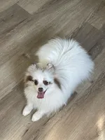 Joy, a female Pomeranian for sale in Wauchula, FL – Photo 7 of 10