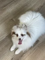 Joy, a female Pomeranian for sale in Wauchula, FL – Photo 10 of 10