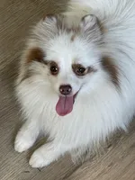 Joy, a female Pomeranian for sale in Wauchula, FL – Photo 8 of 10