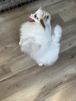 Joy, a female Pomeranian for sale in Wauchula, FL – Photo 6 of 10