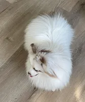 Joy, a female Pomeranian for sale in Wauchula, FL – Photo 2 of 10