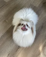 Joy, a female Pomeranian for sale in Wauchula, FL – Photo 9 of 10