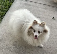 Joy, a female Pomeranian for sale in Wauchula, FL – Photo 5 of 10