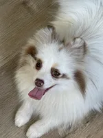 Joy, a female Pomeranian for sale in Wauchula, FL – Photo 3 of 10