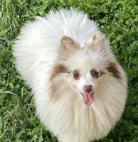 Joy, a female Pomeranian for sale in Wauchula, FL – Photo 1 of 10