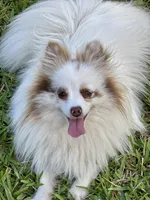 Joy, a female Pomeranian for sale in Wauchula, FL – Photo 4 of 10