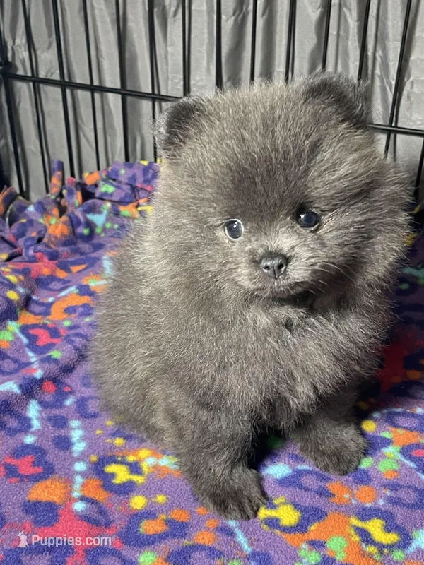 Melody, a female Pomeranian for sale in Wauchula, FL – Photo 1 of 10
