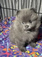 Melody, a female Pomeranian for sale in Wauchula, FL – Photo 1 of 10