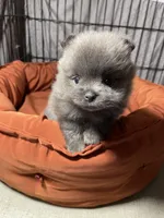 Melody, a female Pomeranian for sale in Wauchula, FL – Photo 9 of 10