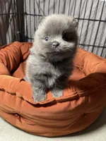 Melody, a female Pomeranian for sale in Wauchula, FL – Photo 8 of 10