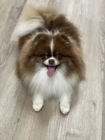 Melody, a female Pomeranian for sale in Wauchula, FL – Photo 4 of 10