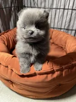 Melody, a female Pomeranian for sale in Wauchula, FL – Photo 7 of 10