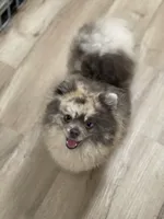 Melody, a female Pomeranian for sale in Wauchula, FL – Photo 3 of 10